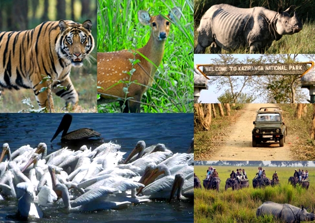 Kaziranga Wildlife Tour